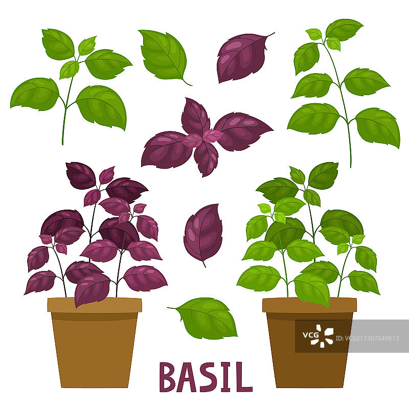 卡通盆栽罗勒植物，白色背景图片素材