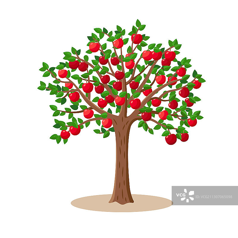 枝繁叶茂的红苹果树图片素材