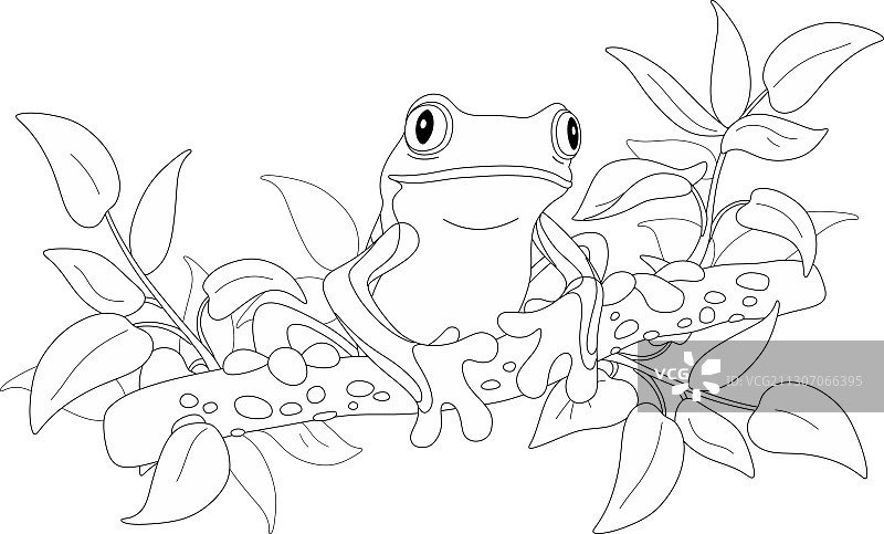 树枝上的趣味热带树蛙图片素材