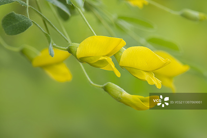 金雀花图片素材