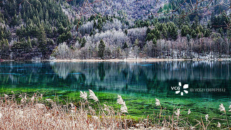 九寨沟芦苇海图片素材
