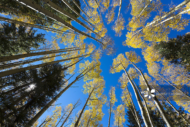 秋天高耸的白杨树的广角照片图片素材