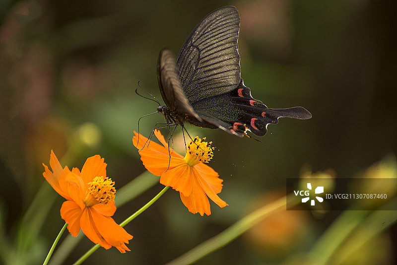 碧凤蝶（3）图片素材