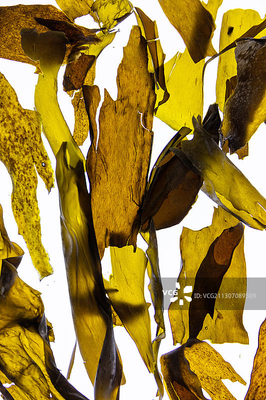 野生爱尔兰海带图片素材