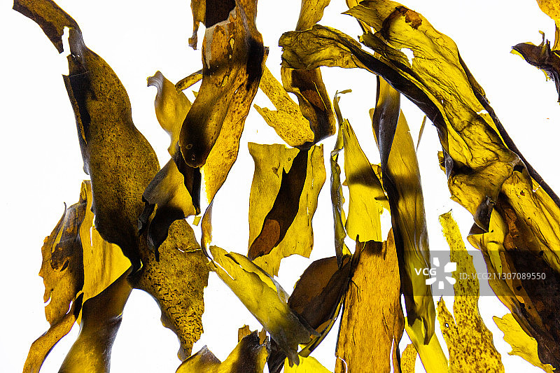 野生爱尔兰海带图片素材