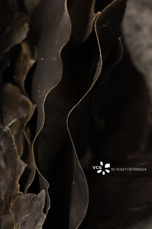 野生爱尔兰海带图片素材