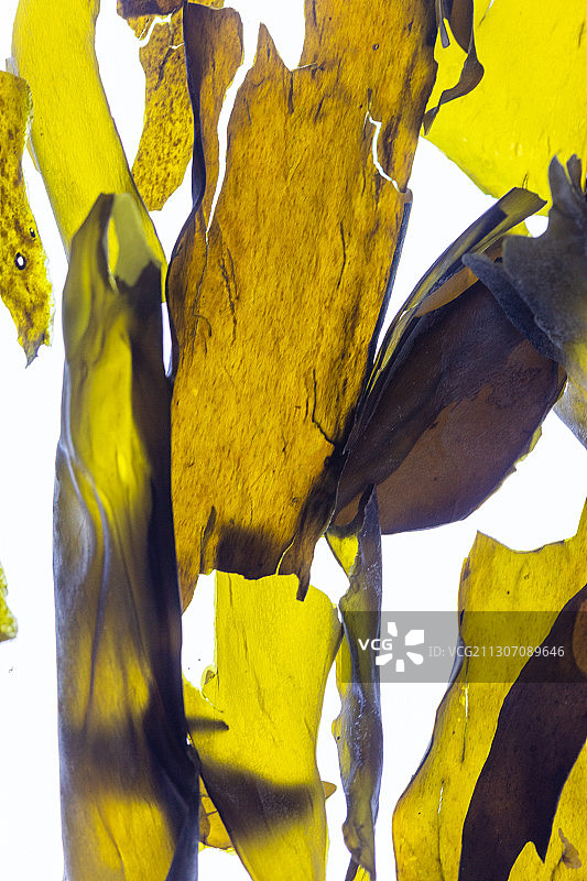 野生爱尔兰海带图片素材