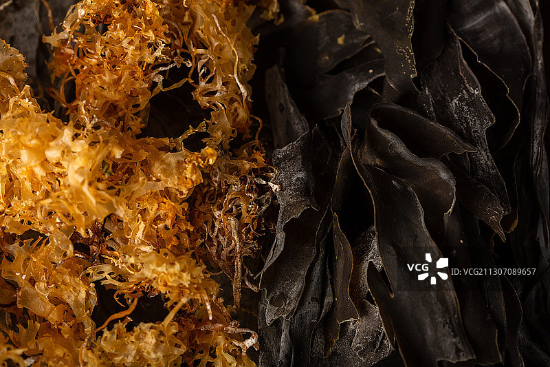 野生爱尔兰角叉菜和海带图片素材