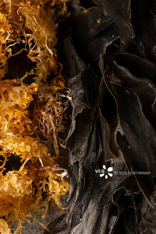 野生爱尔兰角叉菜和海带图片素材