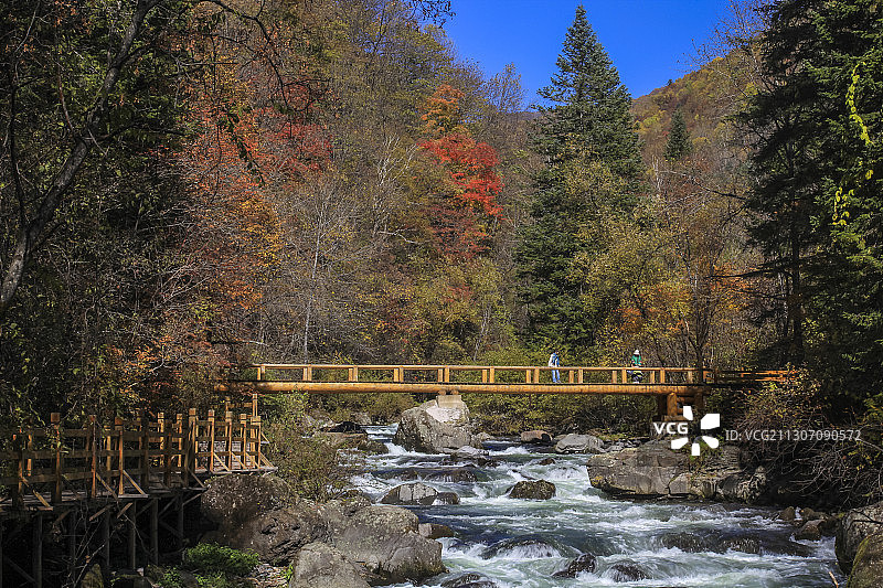 秋季望天鹅景区图片素材
