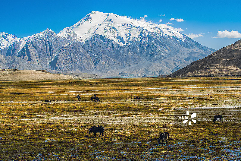 新疆慕士塔格峰下高山牧场图片素材