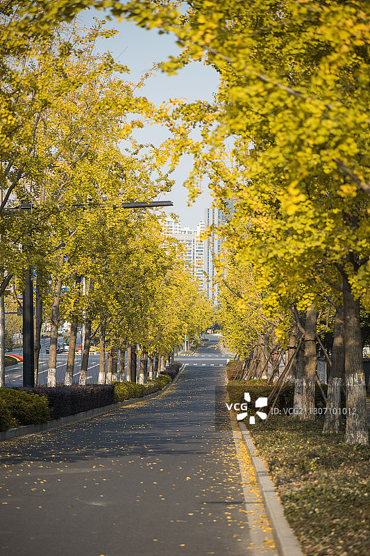 银杏行道树图片素材