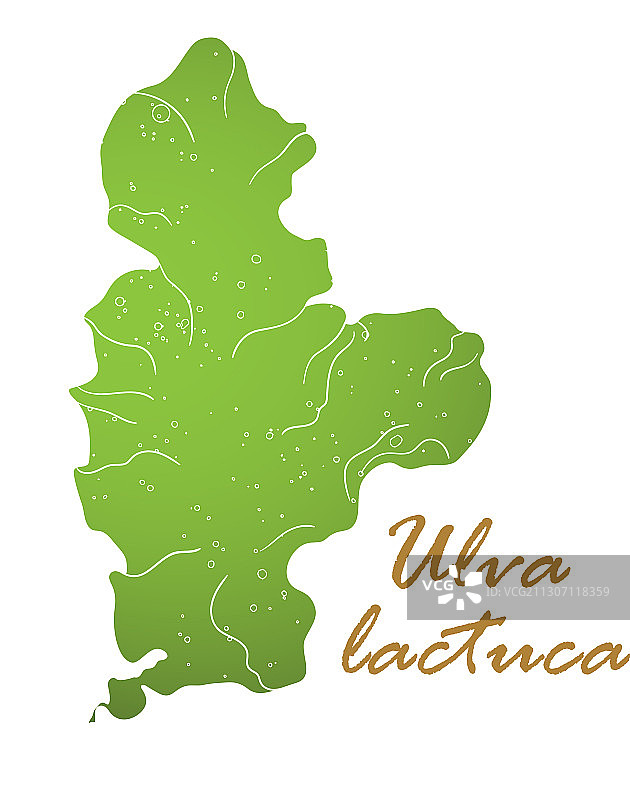 石莼可食用绿色海藻图片素材