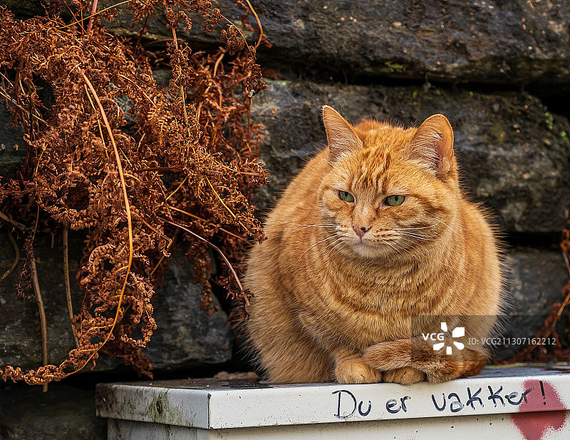 挪威卑尔根的猫咪肖像图片素材