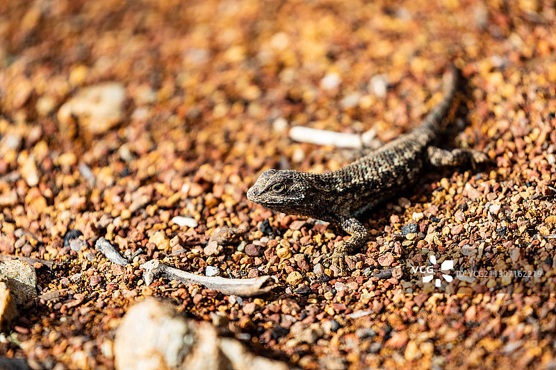 沙滩上的蜥蜴特写，美国图片素材