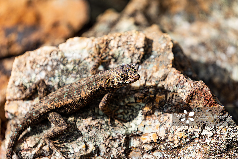 美国 Pfeiffer Ridge Rd 岩石蜥蜴特写图片素材