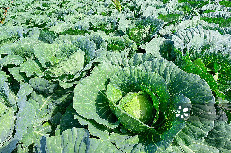 泰国碧差汶府，田野里生长着卷心菜的俯视角度照片图片素材