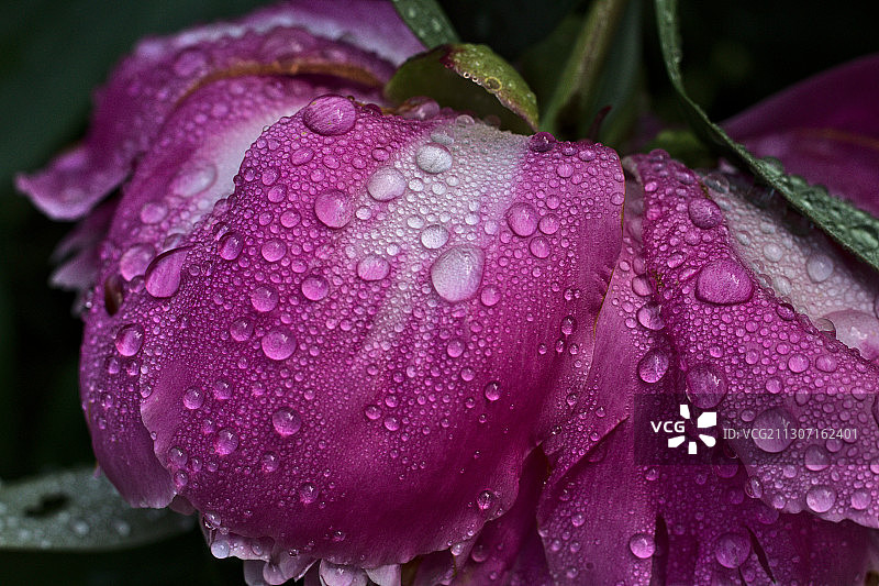 特写湿紫花图片素材