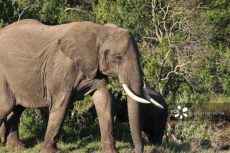 站在树旁的小象侧面图图片素材