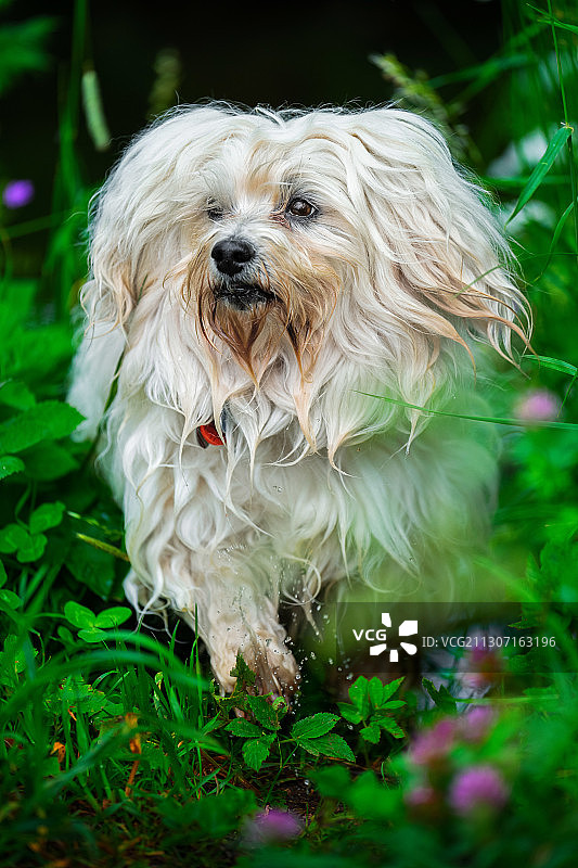德国尼德维森原野上的小狗特写图片素材