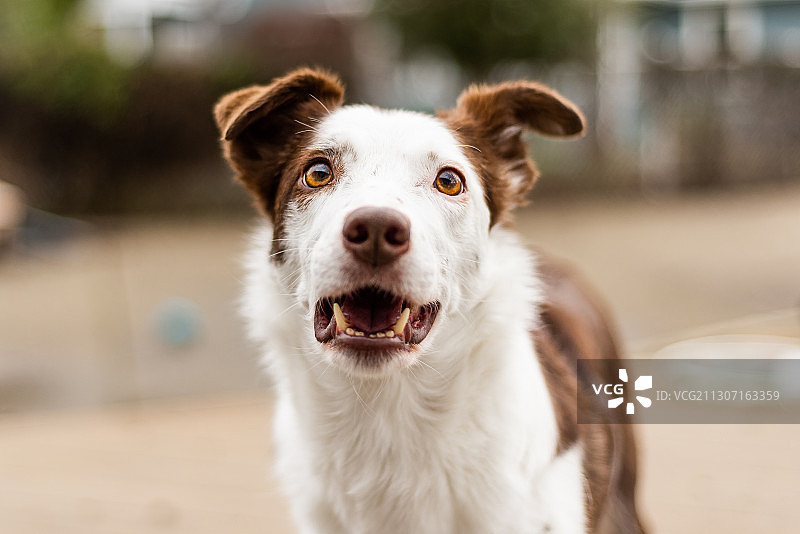户外边境牧羊犬头部肖像眼睛特写图片素材