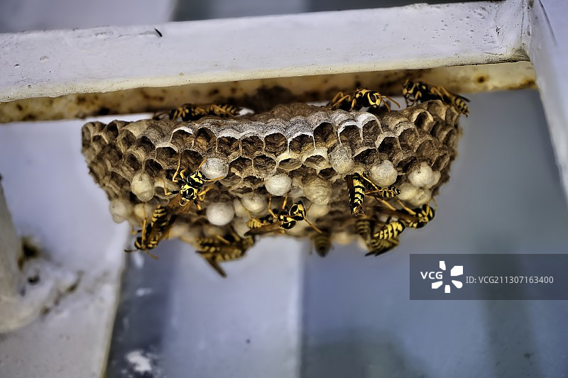 蜂巢上的蜜蜂特写图片素材
