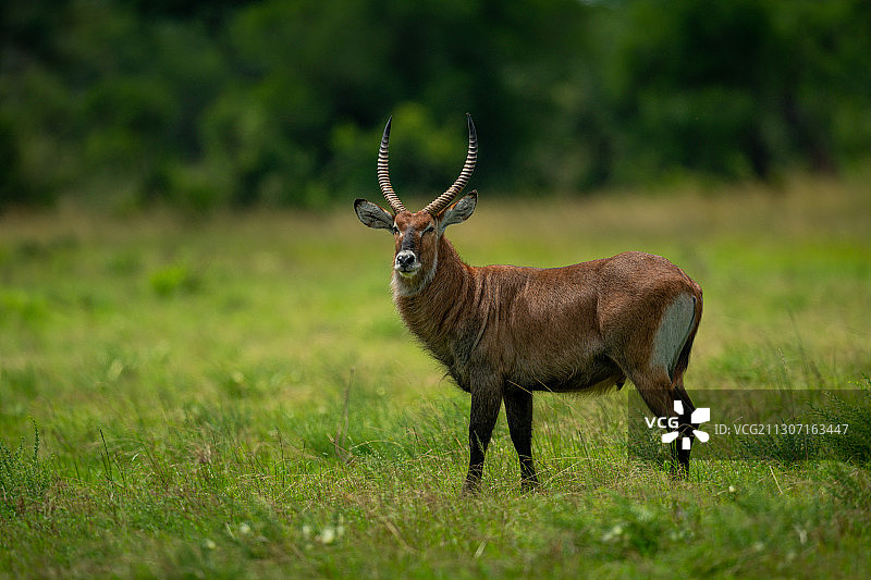 站在田野里的鹿肖像，坦桑尼亚图片素材