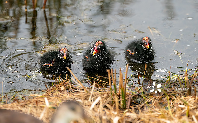 佛罗里达州坦帕市湖中游泳的鸭子高角度视图图片素材