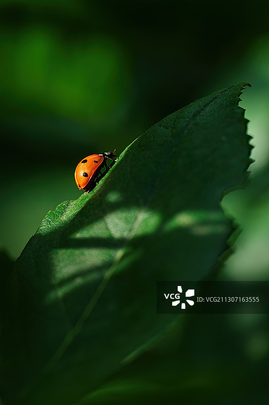 叶子上的瓢虫特写图片素材