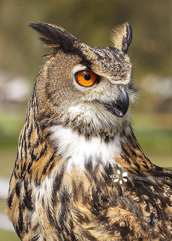 猫头鹰特写，荷兰奥斯图片素材