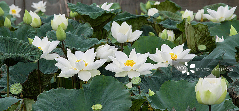 白色开花植物的特写图片素材