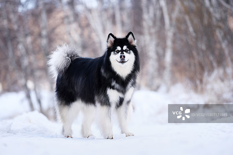 雪地里的阿卡斯加图片素材