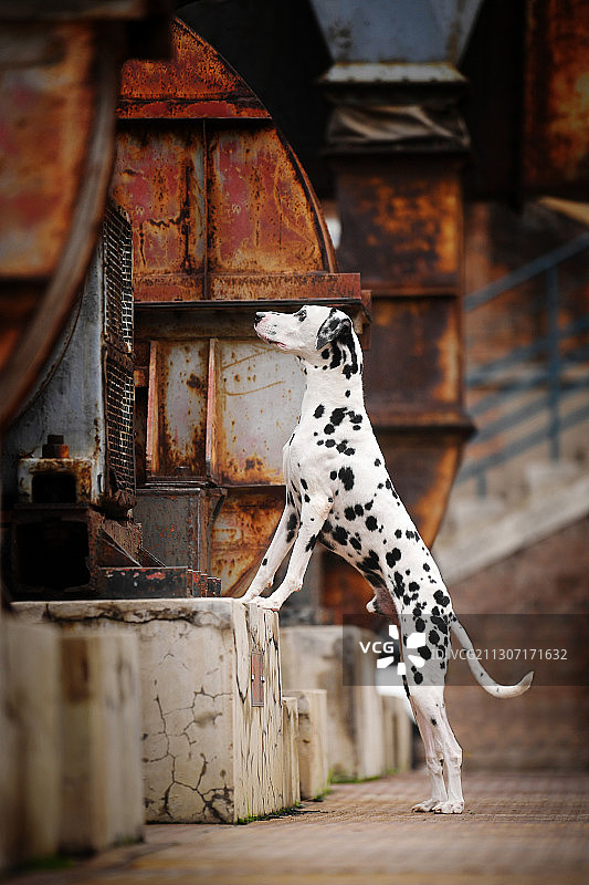 三只大麦町犬图片素材