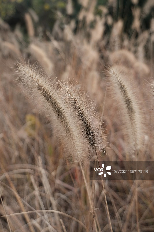 秋天的狗尾巴草图片素材