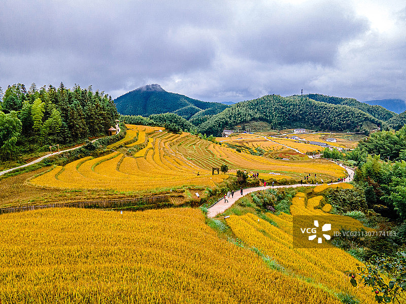 青山绿树间的金色梯田图片素材