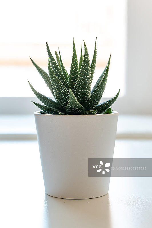 桌上盆栽植物特写图片素材