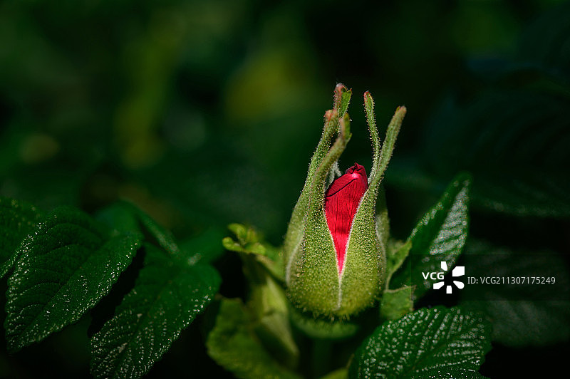 红色花蕾特写图片素材