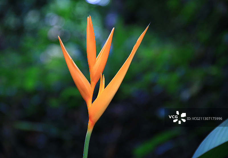 蝎尾蕉（2）  Heliconia图片素材