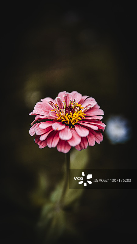 一朵粉红色的花图片素材