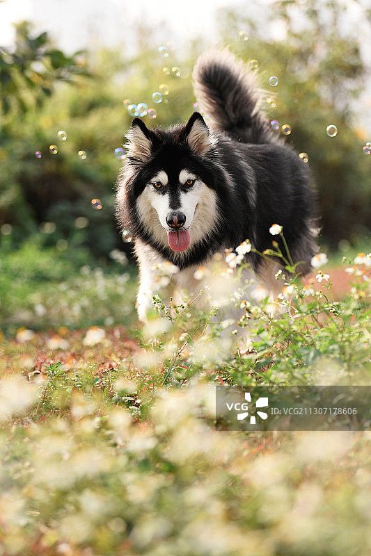 开心的阿拉斯加和泰迪图片素材