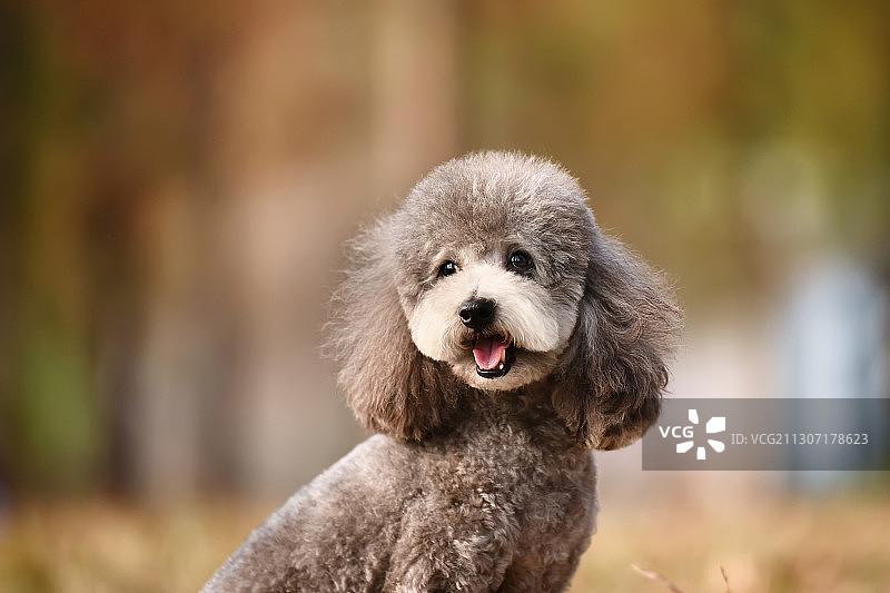 开心的阿拉斯加和泰迪图片素材