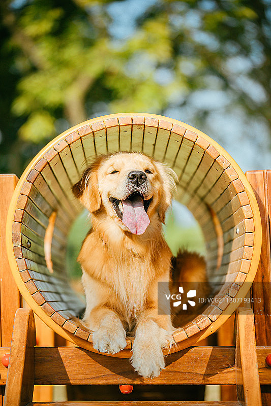 金毛寻回犬图片素材