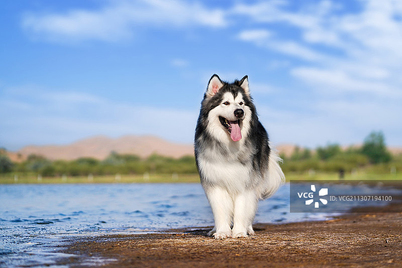 两只阿拉斯加图片素材