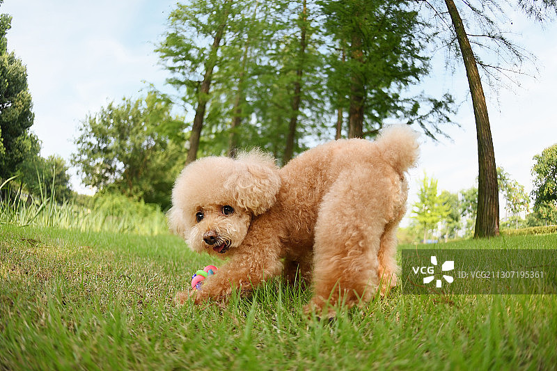 可爱的泰迪图片素材