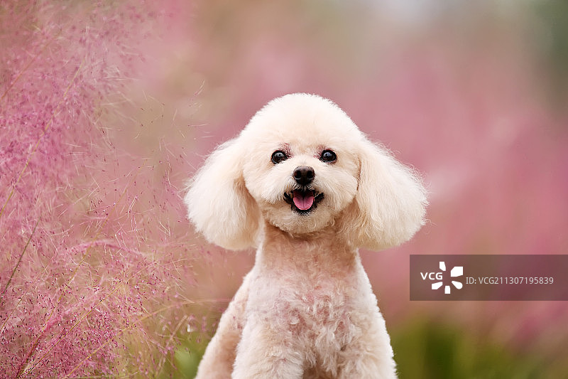 两只泰迪图片素材