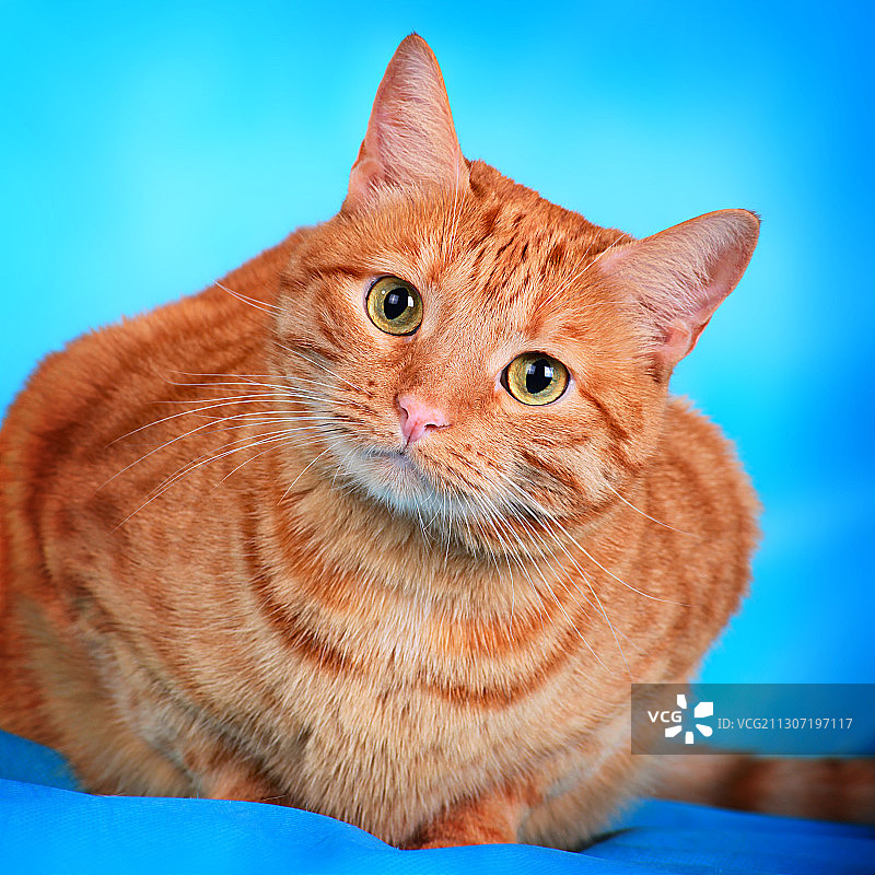 猫咪特写，俄罗斯图片素材