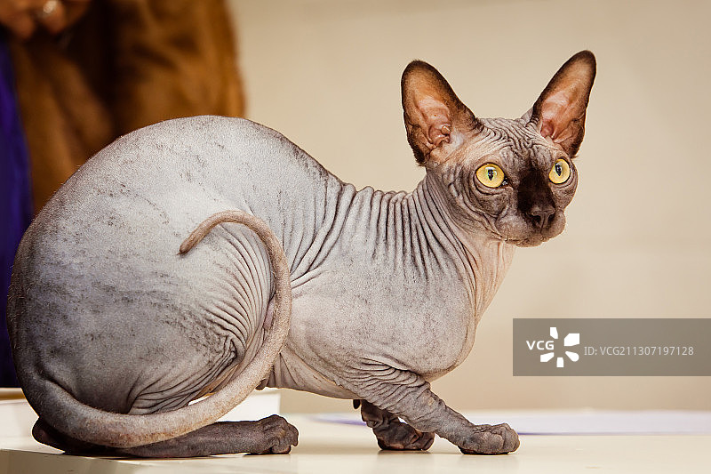 加拿大斯芬克斯猫在桌子上图片素材