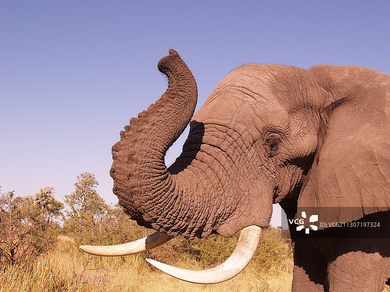 博茨瓦纳奥卡万戈三角洲大象的侧视图图片素材