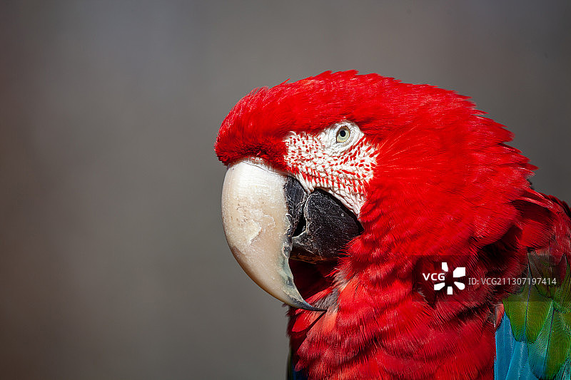 红色金刚鹦鹉的特写图片素材