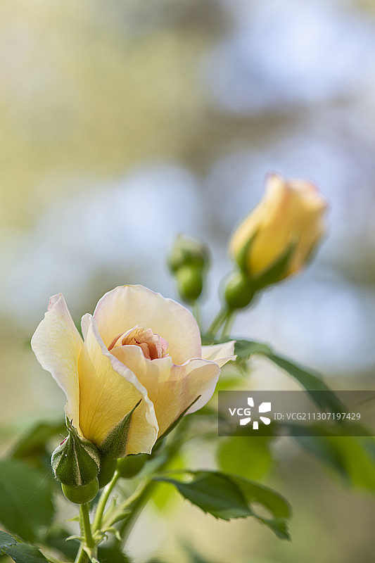 黄色玫瑰的特写图片素材